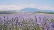 Dried Lavender Bunches